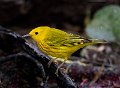 _B249016 yellow warbler
